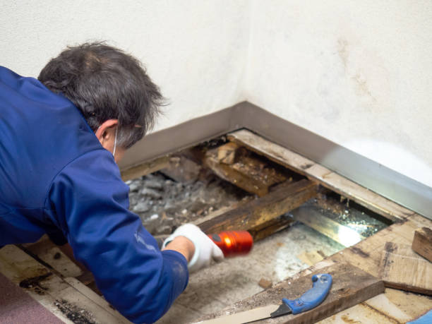 Best Residential Mold Removal  in Mclendon Chisholm, TX