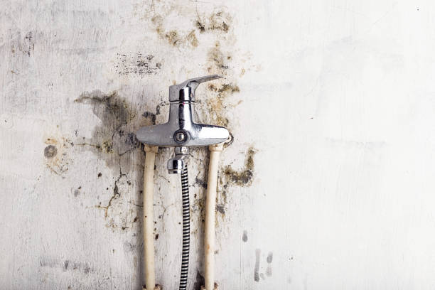 Best Mold Damage Repair  in Mclendon Chisholm, TX