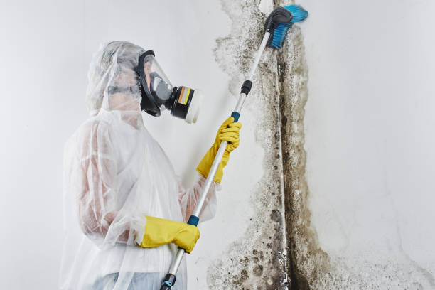 Best Mold Testing  in Mclendon Chisholm, TX