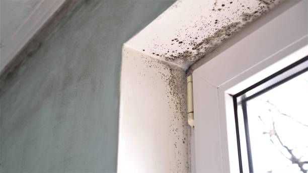 Best Mold Testing  in Mclendon Chisholm, TX