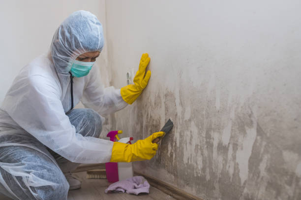 Best Same-Day Mold Removal  in Mclendon Chisholm, TX