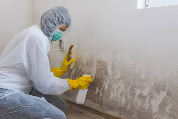 Best Certified Mold Removal  in Mclendon Chisholm, TX