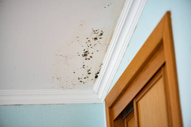 Reliable Mclendon Chisholm, TX Mold Removal Solutions