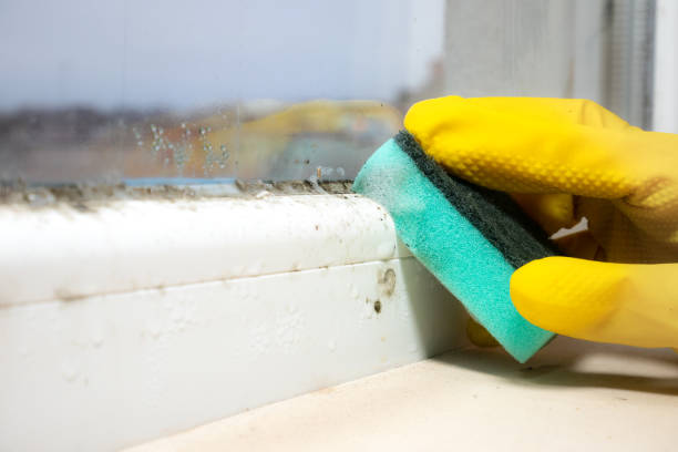 Best Home Mold Removal  in Mclendon Chisholm, TX