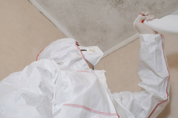 Best Best Mold Removal Companies  in Mclendon Chisholm, TX
