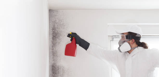 Best Office Mold Removal Services  in Mclendon Chisholm, TX