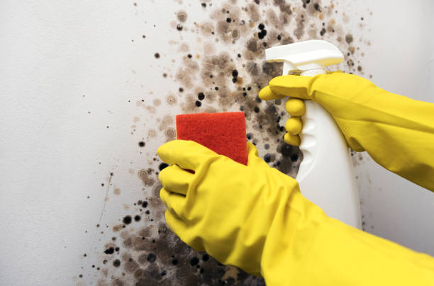 Best Mold Testing and Removal  in Mclendon Chisholm, TX