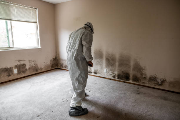 Best Affordable Mold Removal  in Mclendon Chisholm, TX