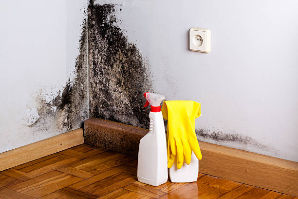 Best Mold Testing  in Mclendon Chisholm, TX
