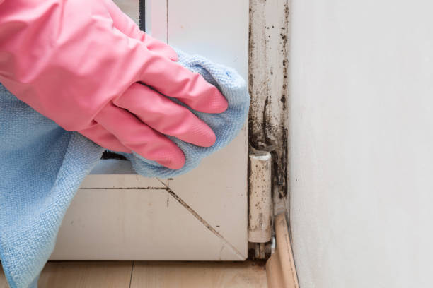 Best Mold Cleaning Services  in Mclendon Chisholm, TX