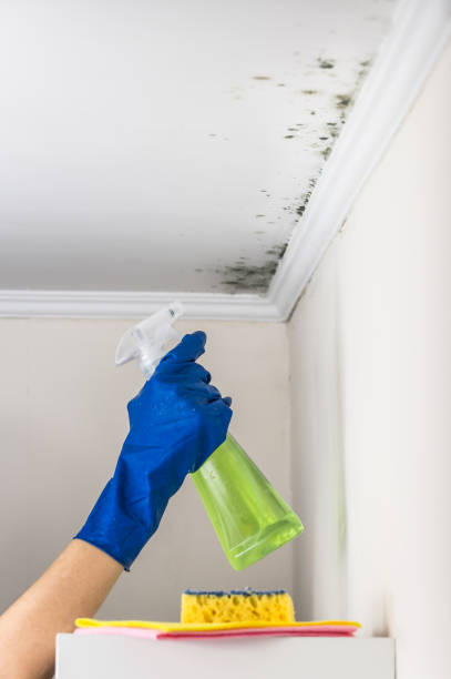 Best Same-Day Mold Removal  in Mclendon Chisholm, TX