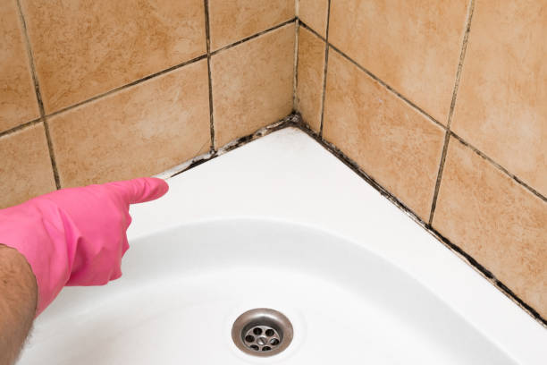 Best Mold Damage Repair  in Mclendon Chisholm, TX